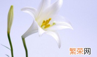 百合花适合室内养吗 不适合放在室内