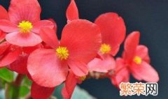 冬季室内适合养什么花 养花小知识介绍