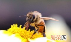 房间飞进一只蜜蜂怎么办 蜜蜂的食性是什么