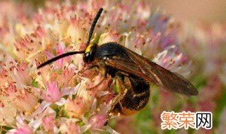 马蜂入宅预兆 有什么解释