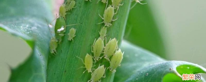 青菜上的蚜虫怎么来消灭 菜上蚜虫用什么方法能除掉