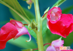 凤仙花能治灰指甲吗