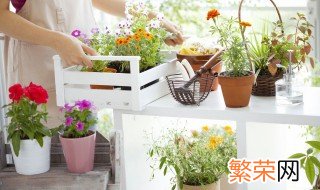 适合室内养的花 适合室内养的花有哪些