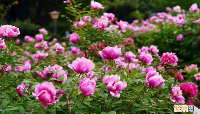 太阳花花语 太阳花的花语是什么