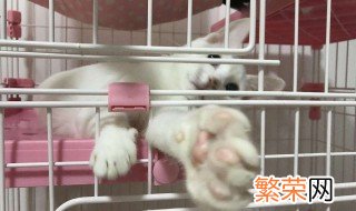 猫咪托运怎么解决吃饭 大小便怎么解决