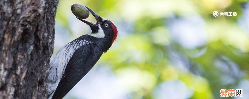 为什么啄木鸟可以啄树木 啄木鸟为什么要啄树木