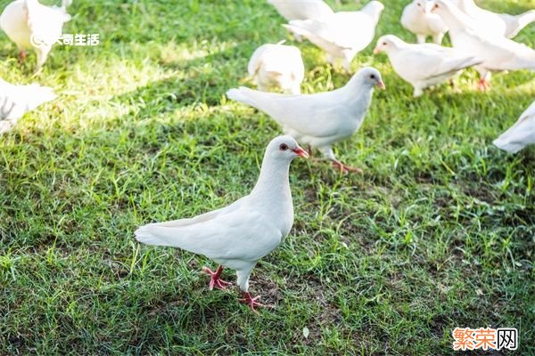 老鸽的营养价值及功效 老鸽营养价值和功效是什么