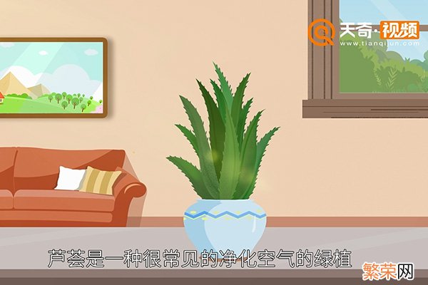 芦荟怎么养