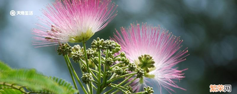 为什么自然界中很少有黑色的花朵 自然界中为什么没有黑色的花朵