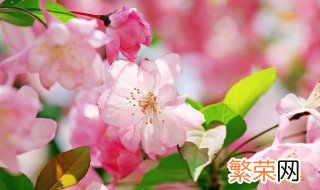 送老师送什么花 送老师的花怎么选择