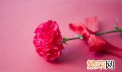 教师节可以送些什么花 教师节可以送老师什么花