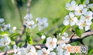 春分二候的花信 春分的节气花信是什么