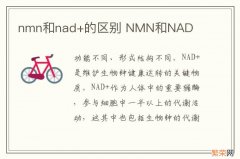 nmn和nad+的区别 NMN和NAD