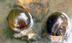 福寿螺与田螺的区别 田螺和福寿螺的区别是什么