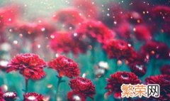 鲜花保存方法小妙招 这些方法都很靠谱