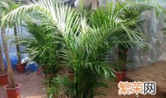 夏天养什么绿植比较好室内 什么绿植适合夏天在室内养