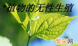 无性生殖和单性生殖的区别是什么 有无性生殖区别