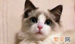 做梦梦见猫 做梦梦见猫有什么寓意