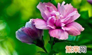 木槿花怎么养 养木槿花的方法