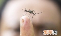 蚊子的寿命有多长 大家可以了解一下