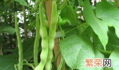 豆角种植方法步骤 豆角怎么种植