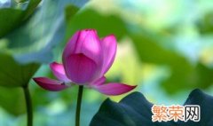 保护花的方法是什么 鲜花养护保养的常用方法