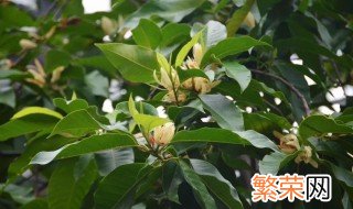 白兰树的种植方法 如何种植百兰树