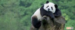 熊猫在冬天会不会冬眠 熊猫要冬眠吗