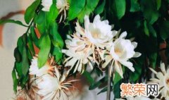 昙花的养殖方法和注意事项 昙花如何浇水