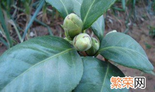 茶花掉叶子的补救方法 茶花掉叶子的补救方法介绍