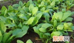 菠菜的种植方法和时间 菠菜的种植方法和时间简单介绍