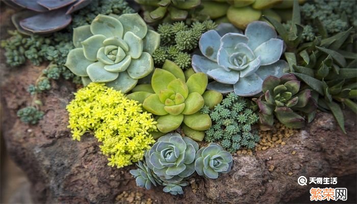 多肉摊大饼怎么回事 多肉植物摊大饼了怎么办