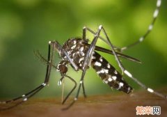 蚊子会传播艾滋病吗 蚊子会传播乙肝病毒吗