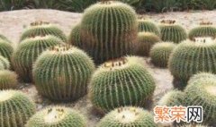 仙人球种植方法要点 仙人球的种植养护