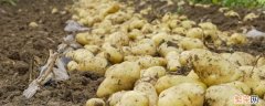 春天土豆怎么保存不发芽 土豆怎么保存不发芽