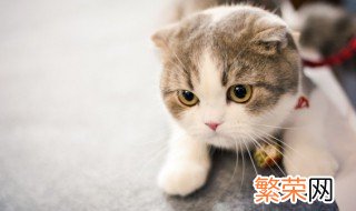 我家猫会后空翻是什么梗什么时候出的 我家猫会后空翻是什么梗