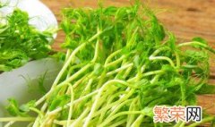 无须豌豆苗种植方法 豌豆的家庭无土栽培方法