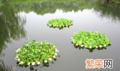 浮岛种植方法与技巧 浮岛种植方法与技巧有哪些