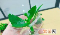 水培油葵芽简单方法 看完就知道了