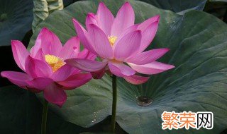 鱼塘水芙蓉怎么处理 水芙蓉的养殖方法