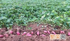 大面积红薯种植方法 农村大面积种植红薯要注意哪些方法