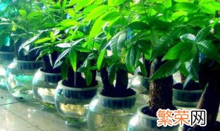 财位放什么植物最招财 明财位放什么植物最旺财