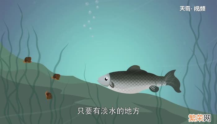 淡水鱼有哪些 淡水鱼种类