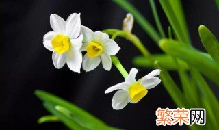 水仙花盆栽怎么养 盆栽水仙花的养殖方法