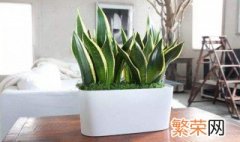 怎样养植虎尾兰 虎尾兰怎样才能养得好