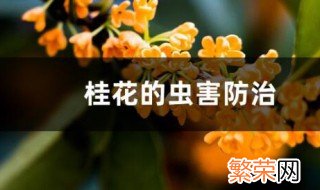 桂花树的病虫害防治 桂花树的病虫害防治方法