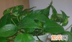 植物营养液如何使用 植物营养液使用方法