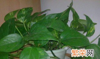 植物营养液如何使用 植物营养液使用方法