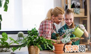 金钱树的养殖方法和注意事项是什么 金钱树的养殖方法和注意事项发财