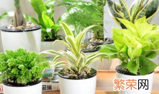 卧室放什么植物好 卧室养什么植物